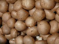 Champignons - leckerer Genuss immer verfügbar