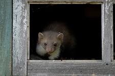 Steinmarder auf Wohnungssuche