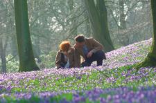 Krokusblütenmeer - Husum feiert 20 Jahre Krokusblütenfest