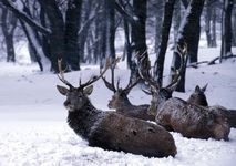 Winter im Nationalpark Harz