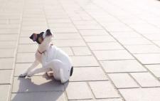 Die Verbreitung von Hundehautwürmern gezielt begrenzen: Diese Würmer gehen unter die Haut