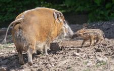 Schweine mit Zottelohren: Pinselohrschweine im Kölner Zoo geboren
