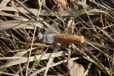 Frühlingserwachen - Waldbrandgefahr steigt und Borkenkäferflug beginnt
