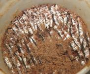 Alici di Menaica - Die Feinschmeckersardellen aus Süditalien