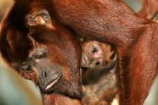 Weiblicher Roter Brüllaffe im Kölner Zoo geboren