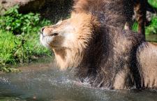 Sommer Comeback - Tiere und Besucher in Hellabrunn genießen das spätsommerliche Hoch
