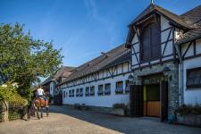 Hengstvorstellung & Züchtertag auf dem Schafhof