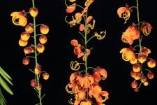 Experimentelle Makrofotografie: Blumen bei Nacht