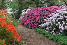 Berauschende Rhododendronblüte im Park