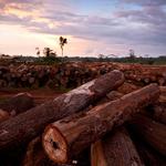 WWF-Report belegt dramatischen Waldverlust am Mekong