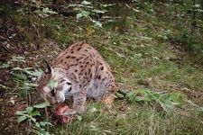 Harzer Luchsfütterungen im Herbst