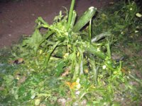 Hagel: Wetterrisiko Nummer 1 für Gartenbau