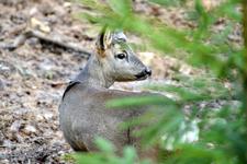 Pilze suchen, Kräuter genießen und Falken fliegen lassen