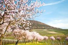 La Vie en Rose - Mandelblüte an der Deutschen Weinstraße