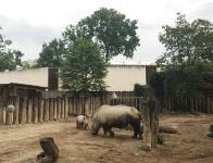 Nashörnchen Amiri trifft auf seinen Vater Harry im Allwetterzoo Münster