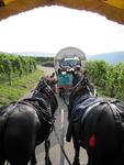 Romantische Kutschfahrt durch die Weinberge