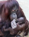 Kleiner Borneo Orang Utan im Kölner Zoo geboren