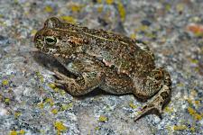 Naturkundliche Exkursion zu den Laichplätzen der Kreuzkröte