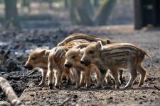 Spendenaufruf für den Wildpark Eekholt!