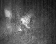Kamera zur Wildtierbeobachtung fotografiert Luchs im Landkreis Berchtesgadener Land