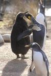 Erster Ausgang für Pinguinküken Erika