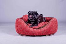 Auf den Hund gekommen: Berliner Startup launcht Manufaktur für luxuriöse Hundemöbel