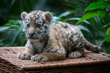 Seltener Tigernachwuchs im Tierpark Berlin