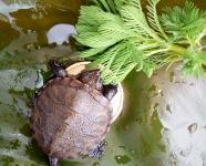 Schildkrötenbabys für Rheinland-Pfalz: Großer Zuchterfolg im SEA LIFE Speyer