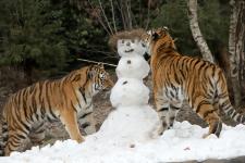 Saisonbeginn: Tiger toben im Schnee