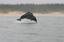 Südafrika: Delfin Todesfalle entschärft