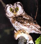 Der Rauhfußkauz im Harz
