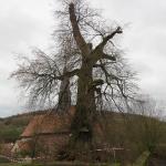 Naturdenkmal in Fraurombach droht auseinander zu brechen