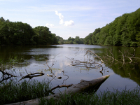 Gewaltige Steinriesen im Müritz-Nationalpark gesucht!