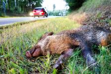 Zeitumstellung und Herbst: Risiko Wildunfall droht!