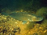 Die frühsten Angler Europas - Der Einfluss des Klimawandels am Ende der Eiszeit auf Fauna und Mensch