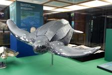50 Jahre Schildkröten-Zeitreise im MEERESMUSEUM Stralsund