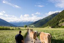 Gemeinde Mals streitet für eine Landwirtschaft ohne Pestizide