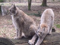 Hochzeitsvorbereitungen bei Wolf, Luchs und Wildkatze