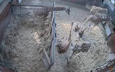 Live-Stream aus dem Giraffenhaus im Serengeti-Park Hodenhagen: Anstehender Babyboom der Langhälse