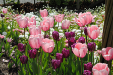 Baden in einem Meer aus Tulpenblüten auf Schloss Ippenburg, Opa Alfons' Gartenmusical auf der Waldbühne vor über 500 Zuschauern und die Einweihung der Himmelsterrasse der Kirchen - ein rundum gelungenes Gartenschauwochenende!