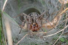 Wahl der Spinne des Jahres 2011