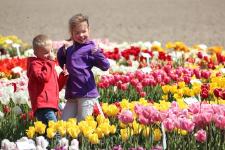 Gefühlt begann der Frühling in diesem Jahr schon im Februar, meteorologischer Frühjahrsbeginn war am 1. März, und geht es nach dem Kalender, feiern wir den Frühlingsanfang 2019 am 20. März