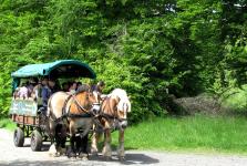 Auf geht's: Mit Planwagen, Kurator oder Ranger in den Nationalpark Kellerwald-Edersee