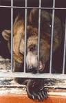 Von der Ankündigungs- zur Tierschutzministerin?