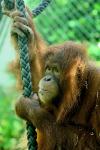 Welt-Orang-Utan-Tag in Hellabrunn