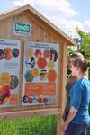 Blühstreifen für Bienen