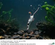 Tier des Jahres 2016 ist die Wasserspitzmaus