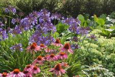 "Agapanthus im Park" am Sonntag 01. August