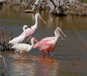 Florida Keys National Wildlife Refuges Nature Center öffnet Ende 2018