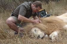 Sunpower for white lions